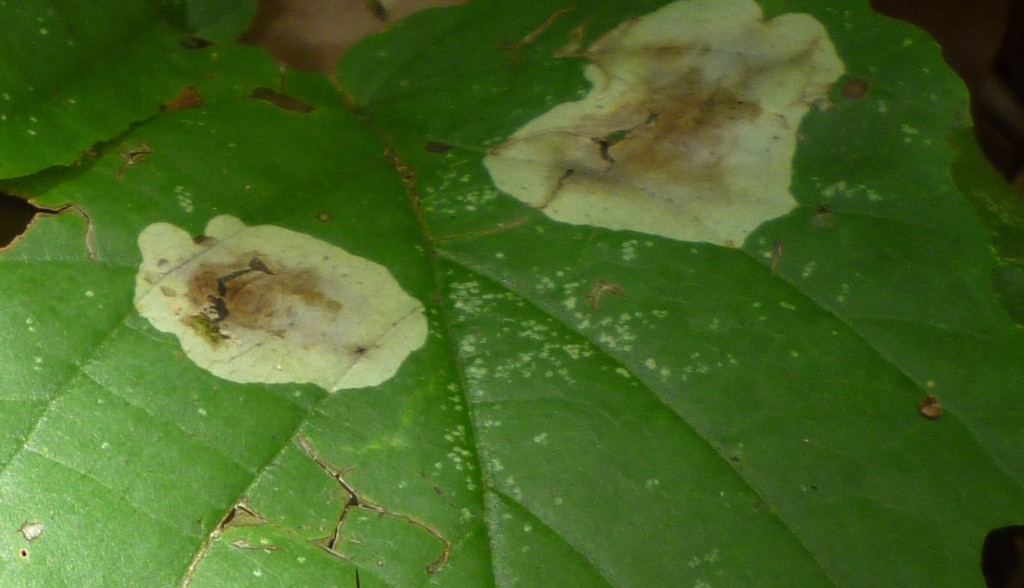 Witchhazel Leafminer