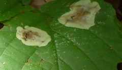 Cameraria hamameliella