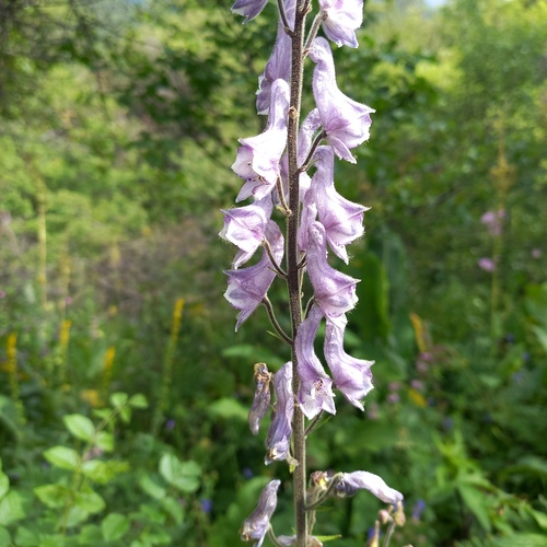 Aconitum leucostomum, photograph 1