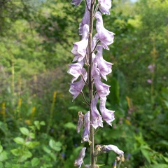 Aconitum leucostomum, photograph Alexander Dubynin, CC BY, iNaturalist via GBIF