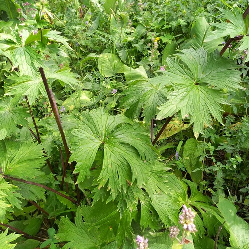 Aconitum leucostomum, photograph 2