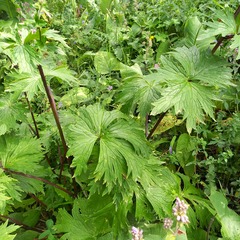Aconitum leucostomum, photograph Alexander Dubynin, CC BY, iNaturalist via GBIF