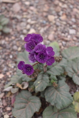 Phacelia calthifolia