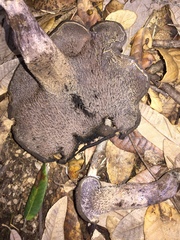 Hydnellum fuscoindicum