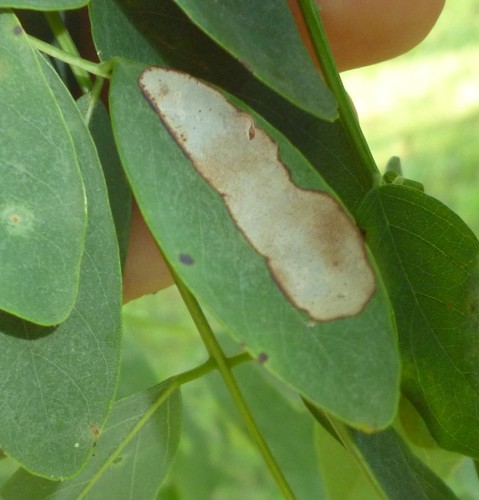 Chrysaster ostensackenella photo 2