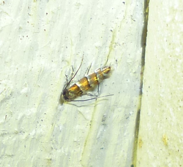 Chrysaster ostensackenella