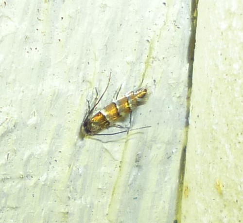 Chrysaster ostensackenella