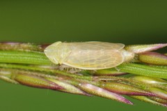 Arthaldeus pascuellus