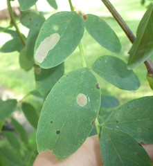 Chrysaster ostensackenella