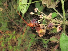 Chydarteres striatus