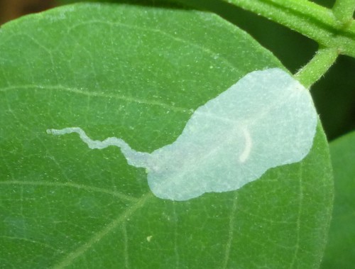 Black Locust Leafminer photo 2