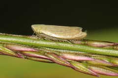 Arthaldeus pascuellus