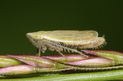 Arthaldeus pascuellus