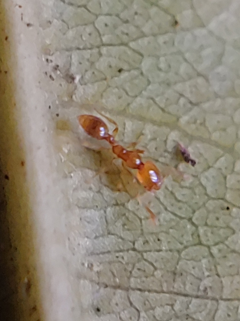 Solenopsis nitens