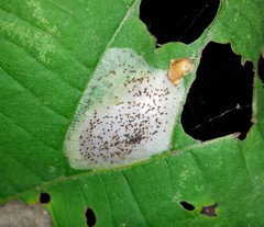 Phyllonorycter tiliacella