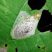 Basswood Round-blotch Miner Moth - Photo (c) Even Dankowicz, some rights reserved (CC BY), uploaded by Even Dankowicz