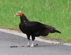 Cathartes burrovianus image