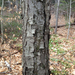 Betula lenta - Photo (c) catharus, μερικά δικαιώματα διατηρούνται (CC BY-NC), uploaded by Kent McFarland