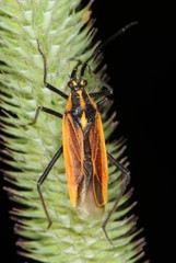 Leptopterna dolabrata