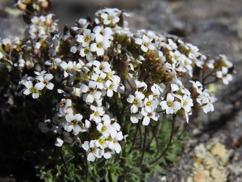 Draba dubia (Draba dubia)