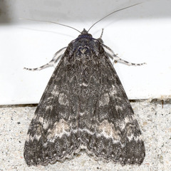 Catocala briseis