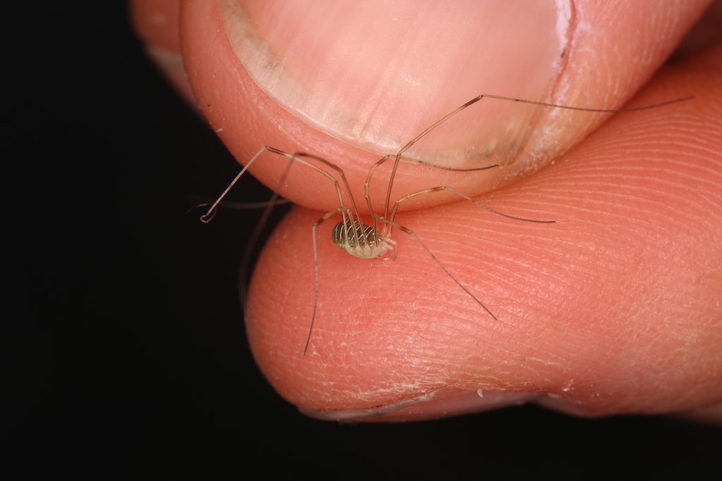Opilio transversalis
