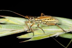 Leptopterna dolabrata