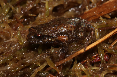Moss Frog, Arthroleptella subvoce