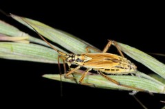 Leptopterna dolabrata