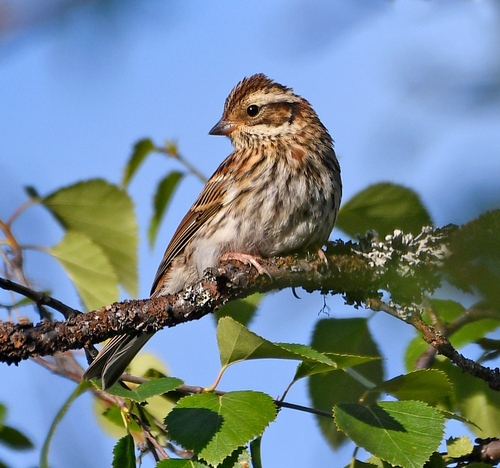 Escribano rústico (Emberiza rustica)