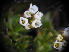 Draba fladnizensis, photograph (c) Yves Bas, some rights reserved (CC BY)