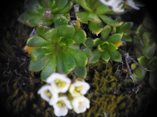 Draba fladnizensis, photograph 3