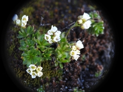Draba fladnizensis, photograph (c) Yves Bas, some rights reserved (CC BY)