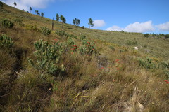 Leucadendron daphnoides