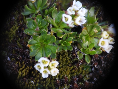 Draba fladnizensis, photograph 5