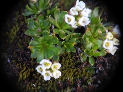 Draba fladnizensis, photograph (c) Yves Bas, some rights reserved (CC BY)