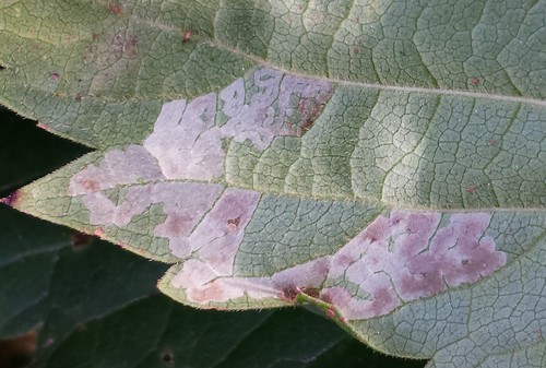 Phyllocnistis ampelopsiella photo 3