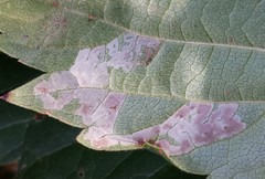 Phyllocnistis ampelopsiella