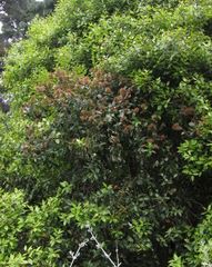 Metrosideros bartlettii