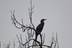 Phalacrocorax carbo