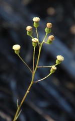 Senecio paniculatus
