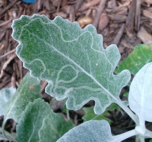 Phyllocnistis insignis