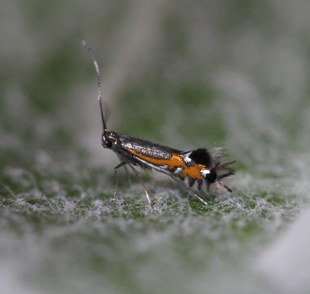 Phyllocnistis insignis