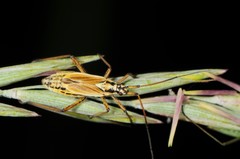 Leptopterna dolabrata