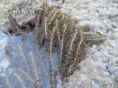 Carpophyllum plumosum