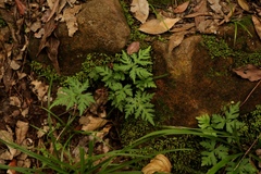 Doryopteris concolor