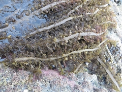 Carpophyllum plumosum