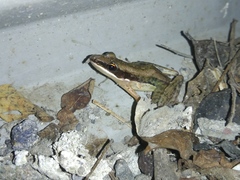 Indosylvirana nicobariensis