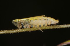 Arthaldeus pascuellus
