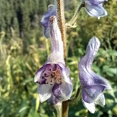 Aconitum leucostomum, photograph Alexander Dubynin, CC BY, iNaturalist via GBIF